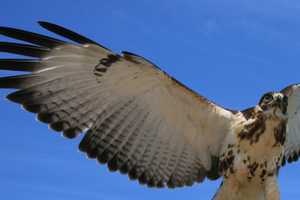 Develop a Hawk Eye At Audubon Talk In Teaneck