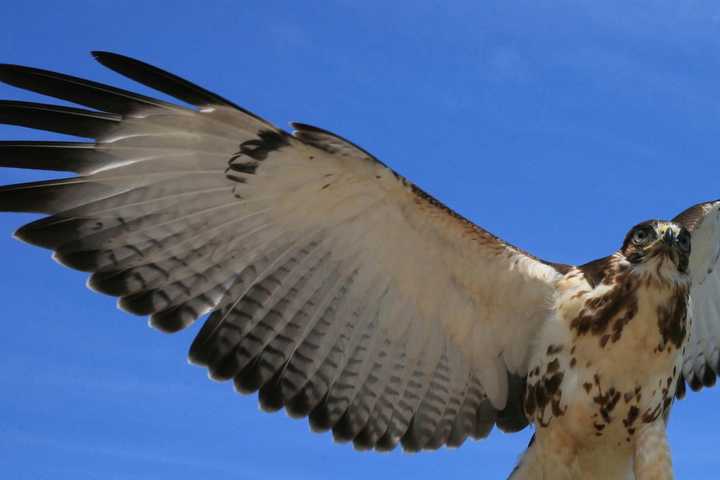 Develop a Hawk Eye At Audubon Talk In Teaneck
