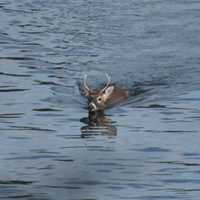 Oh Deer: Buck Forges Mamaroneck Harbor In Trial Run For Santa?