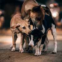 Man Caught Raping Several Dogs On Camera: PA State Police