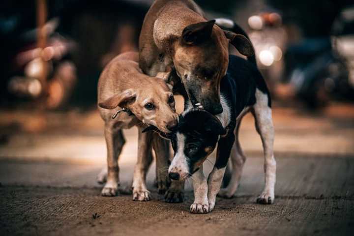 Lancaster Man Caught Raping Several Dogs On Camera: State Police