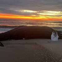 Dead Whale Washes Up On Assateague Island National Seashore
