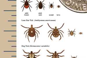 'Summer Of Ticks' Puts Some Towns In, Around Westchester Under Siege