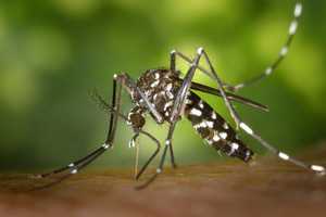 Greenwich, Danbury, Newtown Residents Test Positive For West Nile Virus