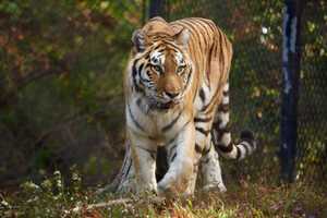 Here, Kitty, Kitty: Rare Big Cat Finds Home At Beardsley Zoo