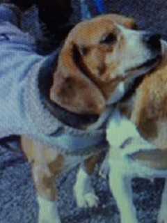 Beagle Pals Need Home Together, Putnam Shelter Says