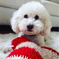 Dog Strangled To Death Leads To Felony Charges For 4 Pennsylvania PetSmart Employees