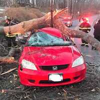 <p>A large tree landed on top of a car with the driver inside.</p>