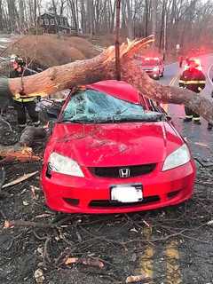 Tree Comes Down On Occupied Car In Area