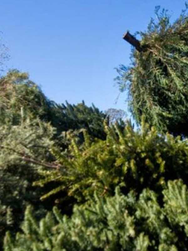 DPW To Start Curbside Christmas Tree Pickup In Prospect Park