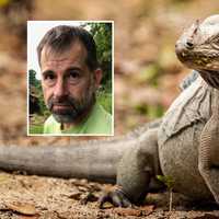 Jersey Shore Man Who Labeled Shipment Of Iguanas As Toys Sentenced To Home Confinement