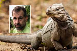 Jersey Shore Man Who Labeled Shipment Of Iguanas As Toys Sentenced To Home Confinement