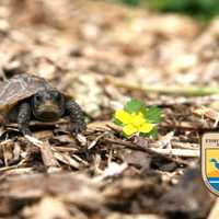Feds: Chinese Citizen Who Financed $2.25M Exotic Turtle-Smuggling Operation Extradited To NJ