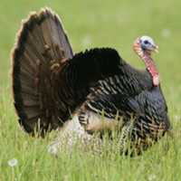 Residents Up In Arms After 'Gobbles' The Turkey Shot, Killed In Fairfield County