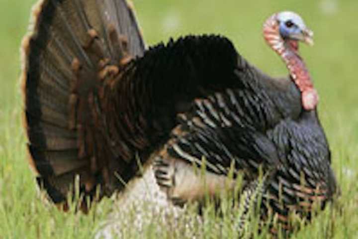 Residents Up In Arms After 'Gobbles' The Turkey Shot, Killed In Fairfield County