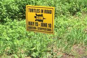 How Do The Turtles Cross The Road? Very, Very Slowly, Clarkstown Police Say
