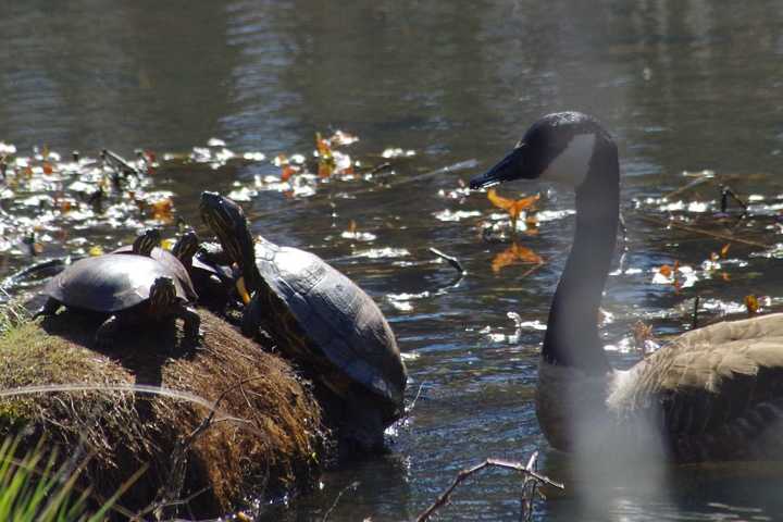 Learn About Turtles During Walk At Yorktown's Sylvan Glen