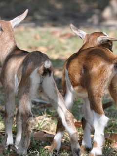 Yorktown's Hilltop Hanover Farm Invites Community To Meet New Kids 