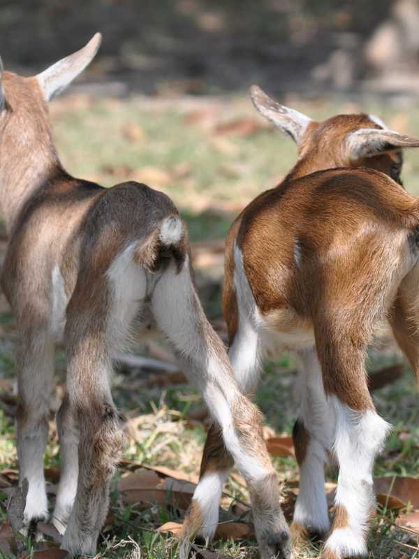 Yorktown's Hilltop Hanover Farm Invites Community To Meet New Kids 