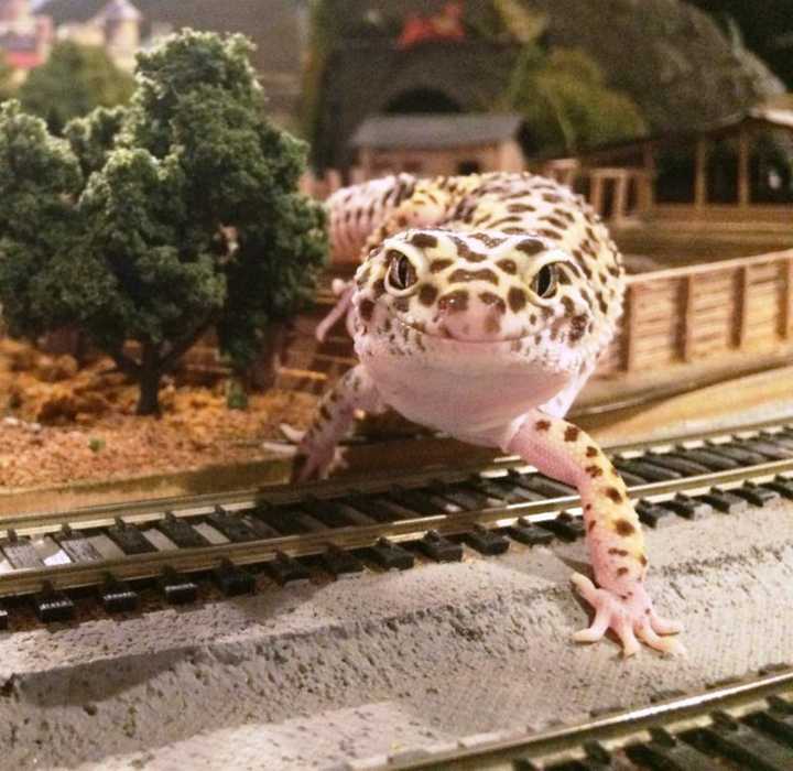 The Yonkers Model Railroad Club’s train displays come together with members of the Greenburgh Nature Centers&#x27;s animal family.