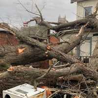 <p>A large tree fell on a home in New London, displacing 10 residents.</p>