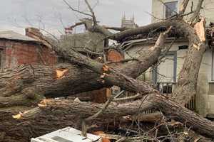 Large Tree Falls On CT Home, Displacing 10 Residents