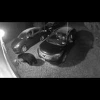 <p>A new bear sighting has been reported in the area.</p>