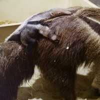 <p>A newborn Giant Anteater snuggles on mom&#x27;s back at the Beardsley Zoo in Bridgeport.</p>