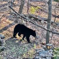 <p>A Pomona resident caught a photo of a teenaged black bear making the rounds in her backyard earlier this month.</p>