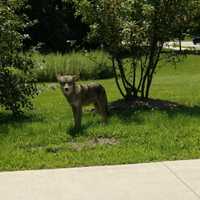 <p>This coyote was spotted in the middle of the day on Monday, July 31 in Montrose.</p>