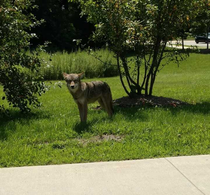This coyote was spotted in the middle of the day on Monday, July 31 in Montrose. There have since been other sightings in Peekskill and Yonkers.