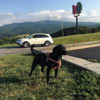 <p>His beloved dog Santa Anna.</p>