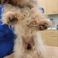 <p>A West Babylon woman is facing an animal cruelty charge.</p>