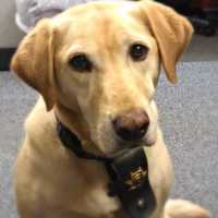 <p>K9 Scooter of the Rockland County Sheriff&#x27;s Office recently passed away.</p>