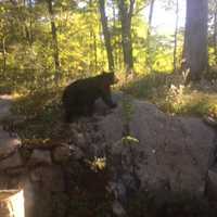 <p>There&#x27;s been another bear sighting in the Hudson Valley.</p>