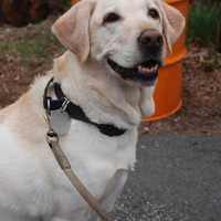 <p>K-9 Gibson recently passed away from a serious medical condition.</p>