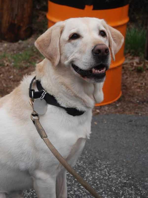 Beloved Rockland Sheriff K-9 Officer Gibson Dies