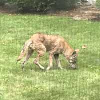 Here's How You Can Help To Avoid Conflicts With Coyotes