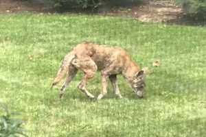 Residents Report Latest Sighting Of Wild Coyote In Westchester