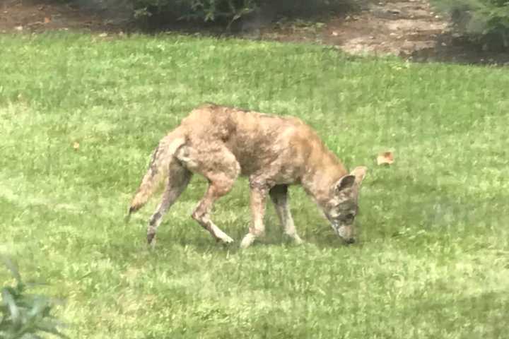 Residents Report Latest Sighting Of Wild Coyote In Westchester