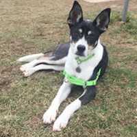 Valentine's Day Is For Dogs, Cats At Harrison's Pet Rescue