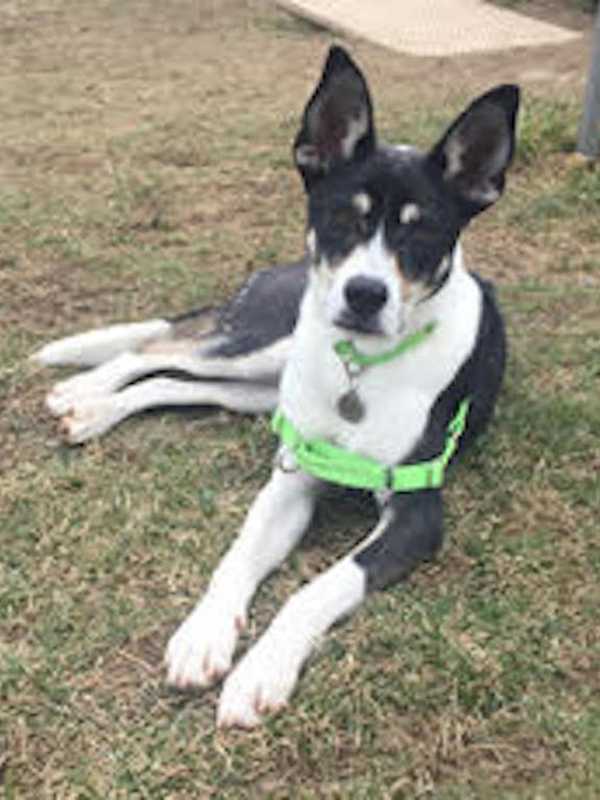 Valentine's Day Is For Dogs, Cats At Harrison's Pet Rescue