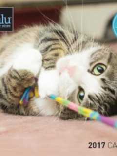 How Cute Is Your Pet, Westchester? Pet Valu Is Hosting An Open Casting Call