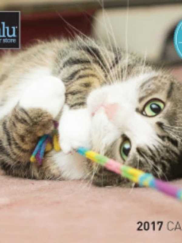 How Cute Is Your Pet, Westchester? Pet Valu Is Hosting An Open Casting Call