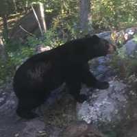 <p>There&#x27;s been another bear sighting in the Hudson Valley.</p>