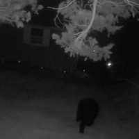 <p>A new bear sighting has been reported in the area.</p>