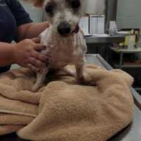 <p>A West Babylon woman is facing an animal cruelty charge.</p>