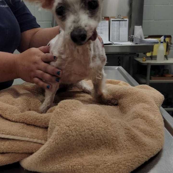 A West Babylon woman is facing an animal cruelty charge.