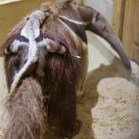 <p>A newborn Giant Anteater snuggles on mom&#x27;s back at the Beardsley Zoo in Bridgeport.</p>