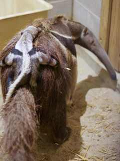 New Grades For Schools, Baby Anteater Top Week's News In Bridgeport